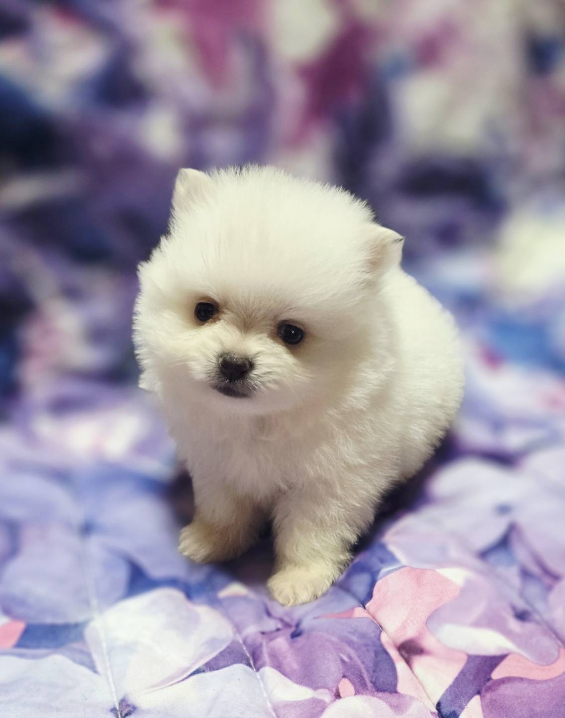 【販売中】ポメラニアン明るい性格のわんぱくBoy❣️