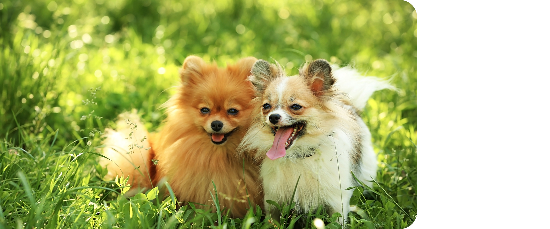 One.Happiness.Puppy.Sclub｜兵庫県加東市松沢のブリーダー