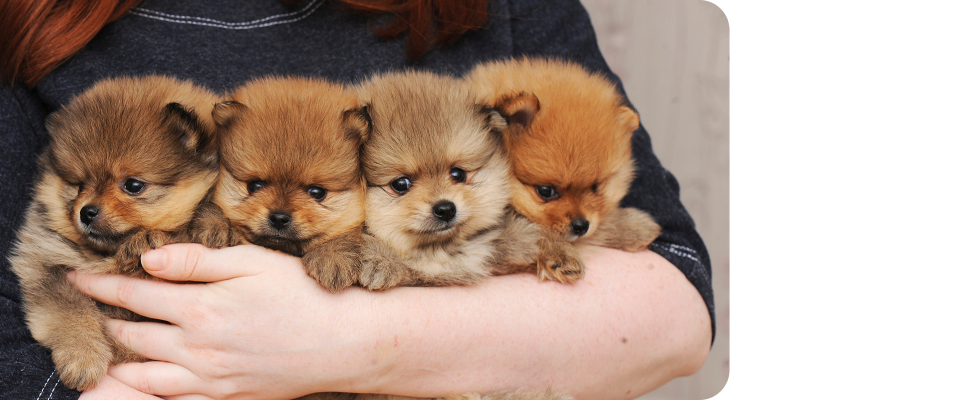 One.Happiness.Puppy.Sclub