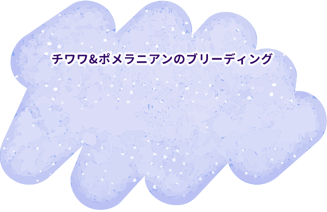 チワワ&ポメラニアンのブリーディング