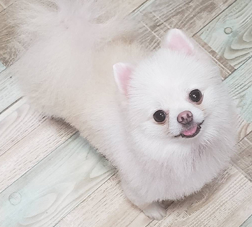 フワリママ♥️