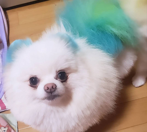 みやびパパ💙