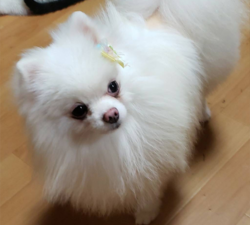 サンゴくん💙