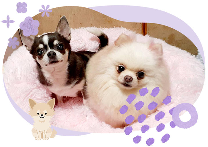 仔犬販売