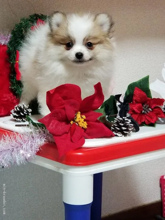 ポメラニアン