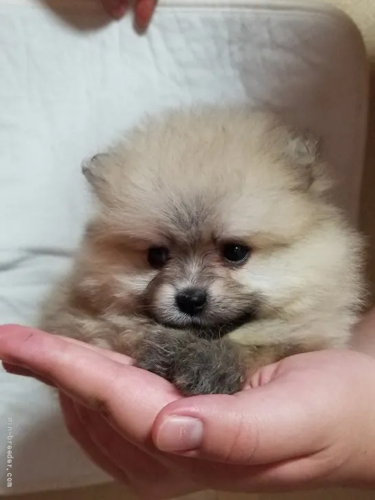 ポメラニアン