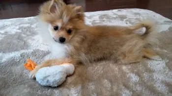 ポメラニアン