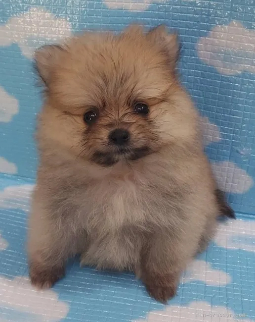 ポメラニアン