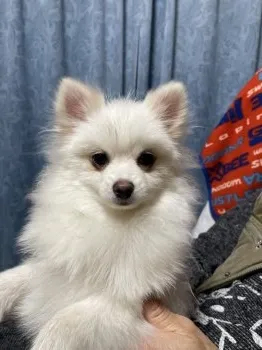 ポメラニアン