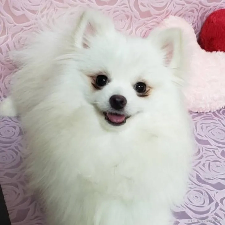 ポメラニアン