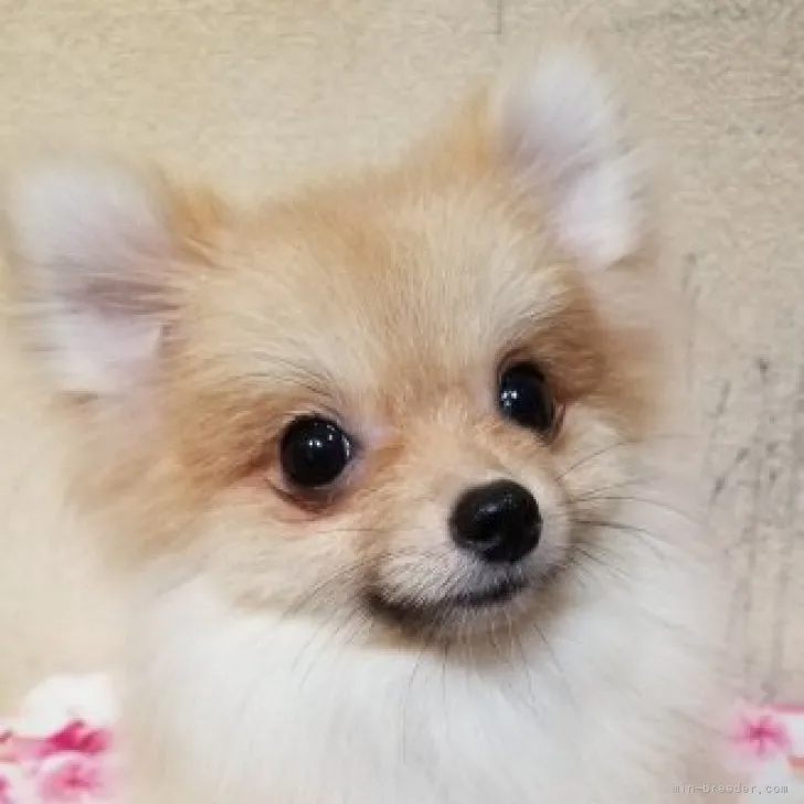 ポメラニアン