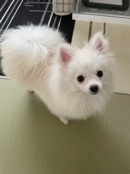 ポメラニアン